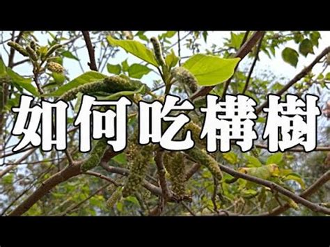 構樹根功效|【構樹功效】構樹功效大揭密！全身都是寶的「皮膚聖。